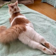 テレビが気になる猫としまむらの名馬セレクショングッズ