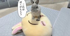 うさぎのルリ(9/8追記)