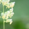 いわゆる雑草だが…何の花？？？