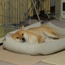 連休3日目　今日もたくさんのワンコと遊んだ