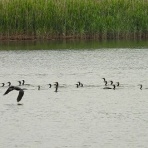 Tokyo_wildbirdpark_blog