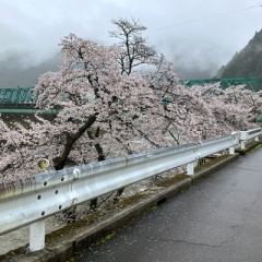 飛騨かなやまの桜　開花状況 2026