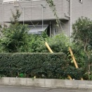 天気が悪くなる前に生垣の剪定