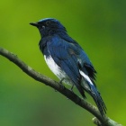 『投稿：BORG107FLによる野鳥５態　2022/08/23』の画像