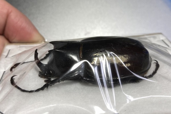 カワセミ　昆虫標本　コガネムシ 2025年最新】コガネムシ 標本の人気アイテム - メルカリ