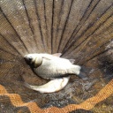 �����Τ��٤ߤ⿲˷���ʤ����ĥ�äƤ���ޤ�(��)