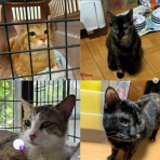 ニャンニャンみずほ　地域猫の会