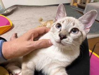猫の柄の呼び名　20260723