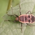 母屋の壁にカラスウリが7/19