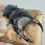 クワガタ備忘録