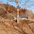 クルミの護身術