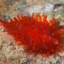 2025.11~12　最近のウミウシ活動記録