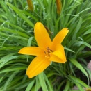 ぞうあざらしの黄昏時の音楽