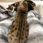 ベンガル猫BenelliとアビシニアンBenjaminと三毛猫Calicoと家族の記録