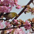 河津桜にメジロ