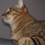 我が家の猫にゃんず