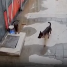 【動画】犬さん、穴に落ちるｗｗｗｗｗｗｗｗｗｗｗｗｗ