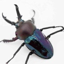 僕がニジイロクワガタにオリジナルネームをつけない理由