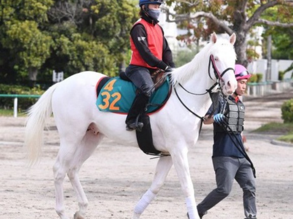 【悲報】白毛馬アオラキ故障を発生で予後不良