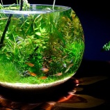 『水草の処理剤から真の自然愛護まで』の画像