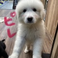 新入り紹介！🐶