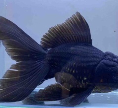 🐟金魚•メダカ•日淡入舎情報‼️