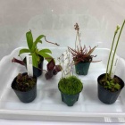 『水草入荷情報！』の画像