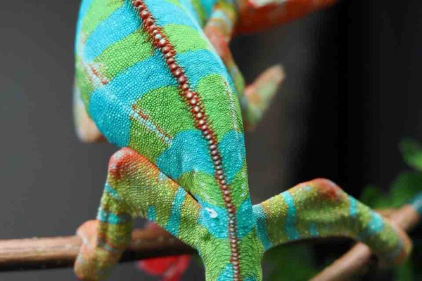 COLORS - 激変系パンサーカメレオン