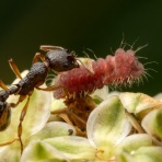 ありんこ日記　AntRoom