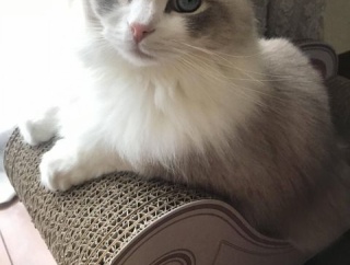 結婚して半年経たずに完全レスになり、2ヶ月後に我慢できずに嫁を襲った。悲鳴を上げて抵抗する嫁。俺は夫婦なんだからと容赦なく襲った。嫁はキチのように泣き叫んだ。