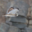 柱状節理を背景に飛ぶコミミズク Short-eared Owl
