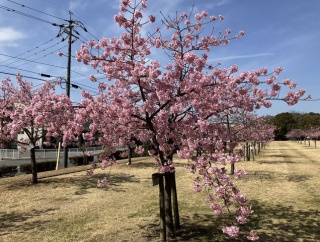 防府市 海が見える「花の園」河津桜開花状況 2026年
