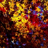 『2025 圧巻の絶景紅葉『奥津渓、奥津渓谷』➂ 岡山県苫田郡』の画像