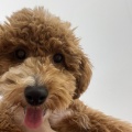★子犬紹介★