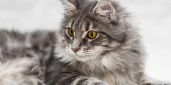 長毛種の猫を飼っているが、抜け毛が凄まじく掃除が大変