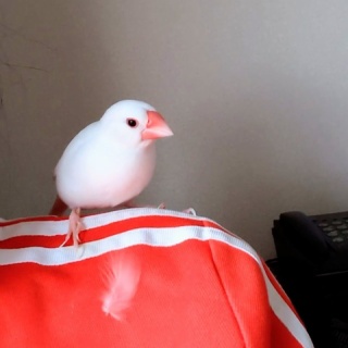 白文鳥のぴーちゃんの記録