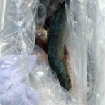 みなもと渡船のオフィシャルblog