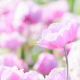 『楽しみの優先順位　（２）』の画像