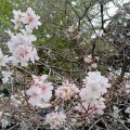 上野公園の桜＆交通総合文化展etc