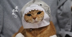 サメネコ？
