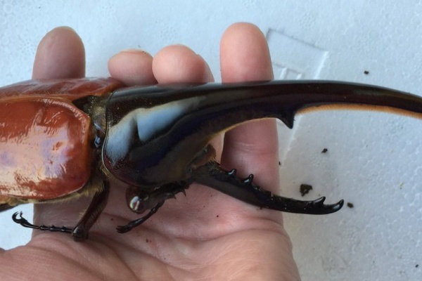 DH.ヘラクレスオオカブト ♀73ミリ T-117MX系 純血OAKS オススメ DHヘラクレスオオカブト ♀73.5mm (種親 ♂OAKS.T115 ♀-REX