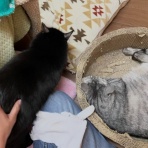 家をさがすのじゃ～～～～