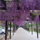 名城公園の藤の回廊🏯