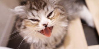 夫が結婚前から飼っている猫(7歳♀)を新居に連れて来たのですが、私と夫が一緒にいると泣き止まなくて新婚早々夫婦別寝になってしまった…