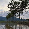 夏井のハザ木