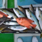 今日の海楽園blog