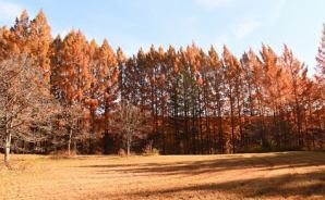 見ごろに メタセコイアの紅葉