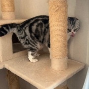 テレビが好きな猫と薬を飲まされるのが嫌いな猫