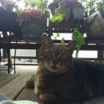 【画像】お前ら猫飼え