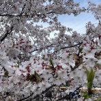 酒と競馬と写真～ドライアイス～
